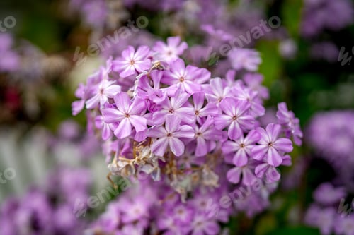Preview: close up of lilac flowers