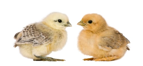 Preview: Two chicks in front of white background