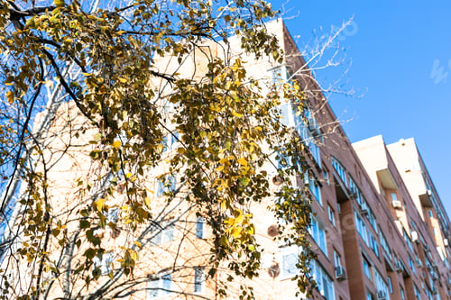 Preview: yellow birch twigs and high-rise apartment house