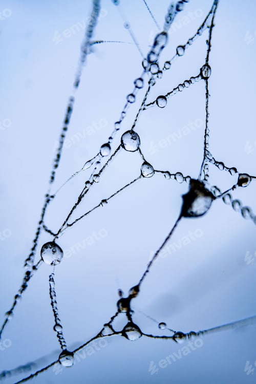 Preview: Dewdrops on a Spider Web
