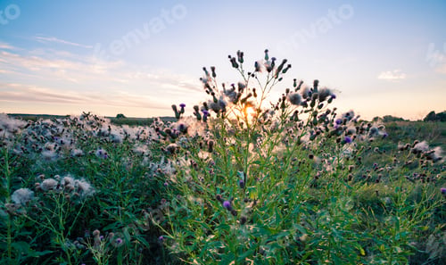 Preview: Field of cornfloweres covered with cotton