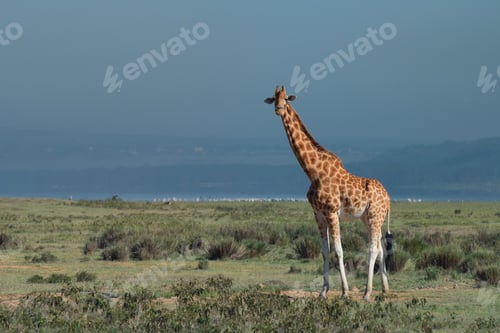 Preview: Ugandan giraffe ( Giraffa camelopardalis rothschildi