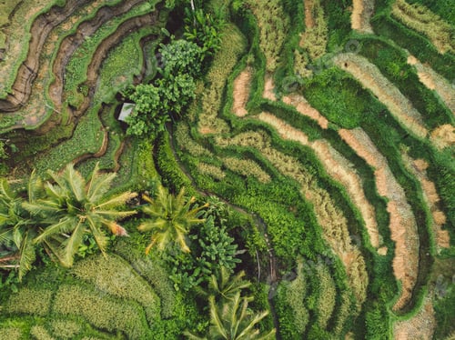 Preview: Bali