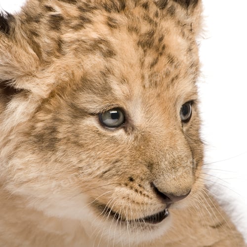 Preview: Lion Cub (6 weeks)