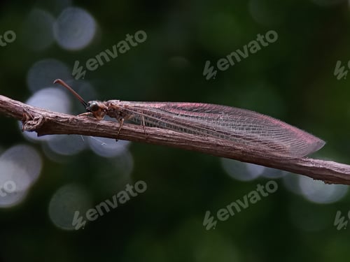 Preview: Antlion with bokeh