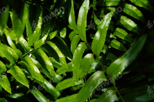Preview: Vibrant green tropical leaves with rich texture and depth creating a lush background