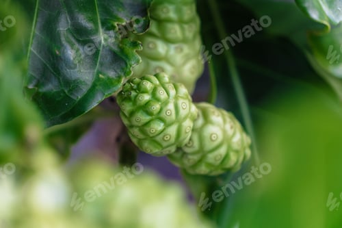 Preview: Selective focus shot of Noni fruits