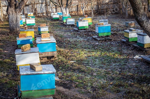 Preview: row of old yellow and blue hives on old apiary. large apiary to remove queen bee on point. Preparing