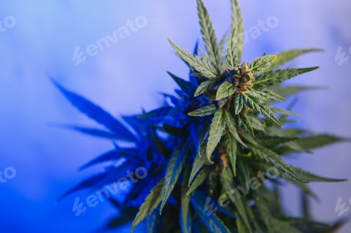 Preview: marijuana bud closeup , marihuana macro