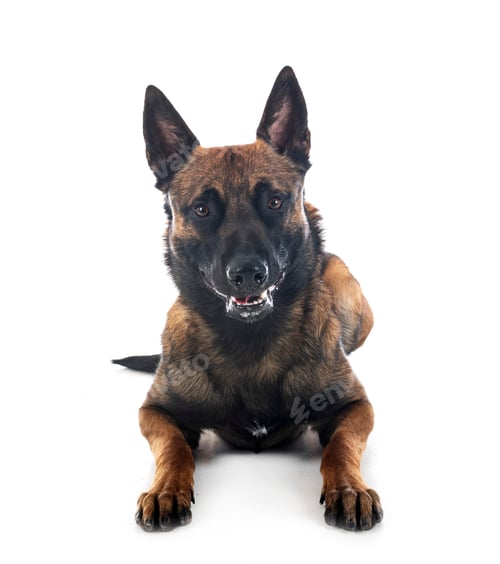 Preview: malinois in studio