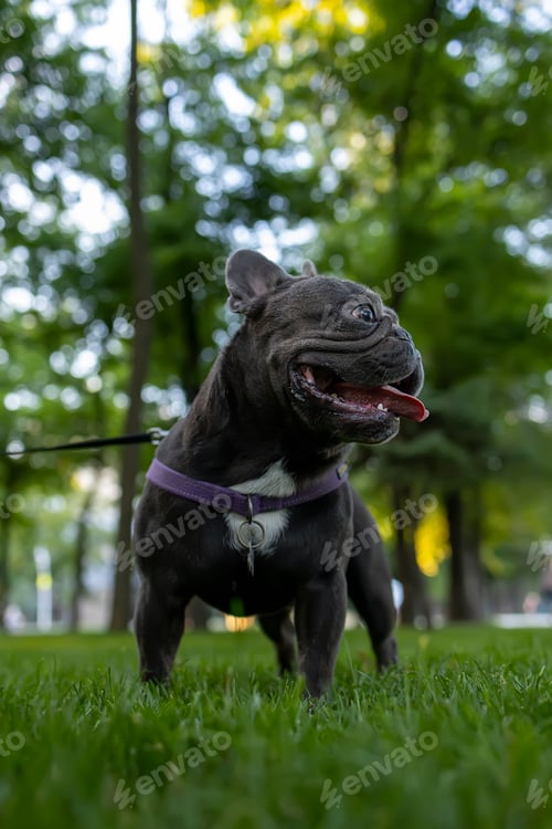 Preview: powerful dog french bulldog stands in the park with his tongue hanging out and looking to the side