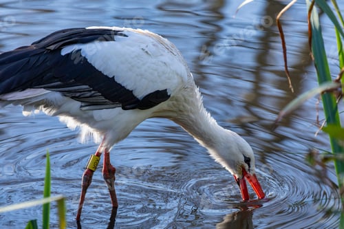 Preview: White Stork Feeding