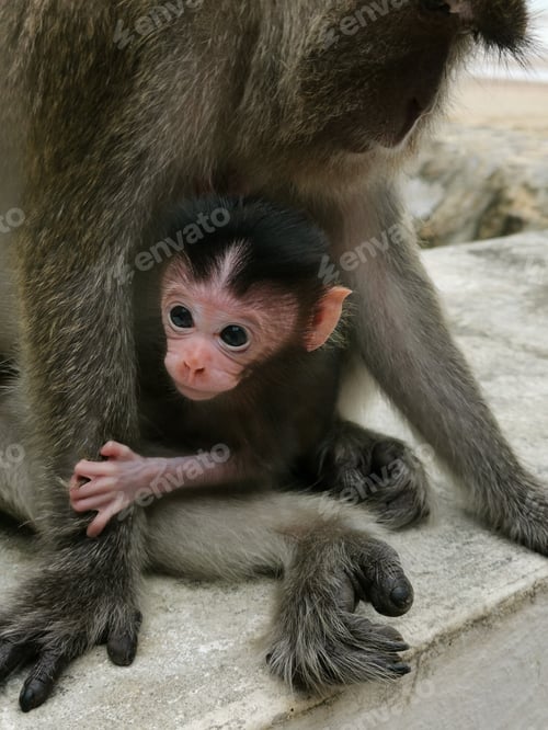 Preview: Baby monkey in mother's arms