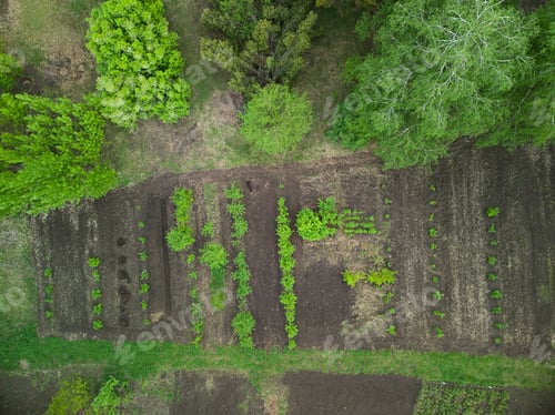 Preview: Green vegetable garden, Europe Ukraine, top view