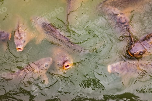 Preview: Carps in a pond full of fish at water level looking for food.
