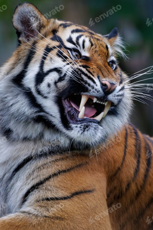 Preview: Roaring Tiger Close-Up