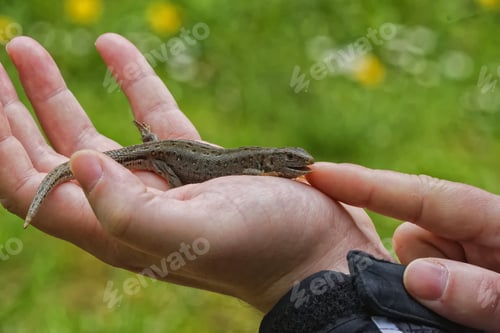 Preview: Lizard (Lacerta agilis) on people hand