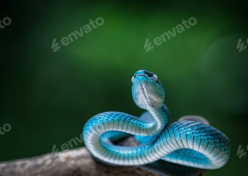 Preview: blue snake viper