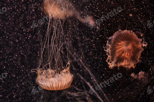 Preview: Graceful jellyfish with long, flowing tentacles drifting in dark water, creating serene scene.