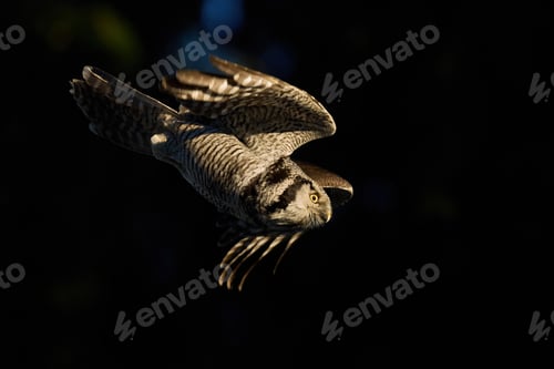 Preview: Northern hawk owl (Surnia ulula)