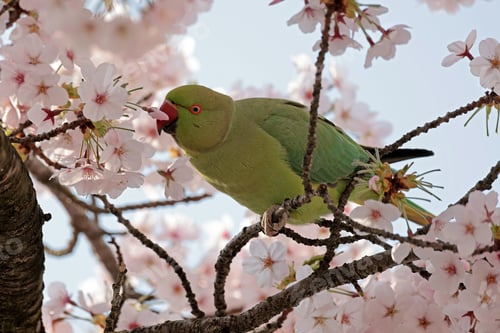 Preview: close up portrait of a beautiful parrot bird sitting on the tree branch with cherry blossom