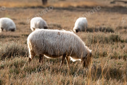 Vorschau: Schiffe grasen im Sonnenlicht, gelbes Feld, verschwommener Hintergrund