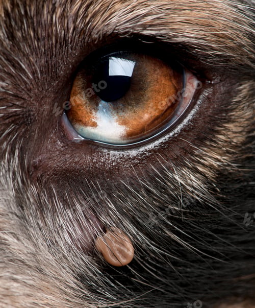 Preview: Close-up of Tick attached next to an Australian Shepherd's eye