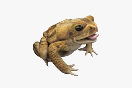 Preview: Frog with extended tongue