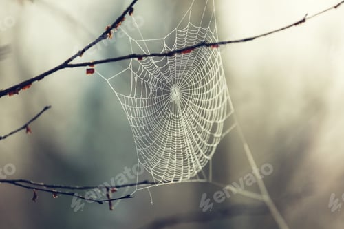 Preview: Spider web
