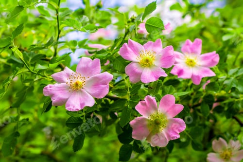 Preview: Dog Rose blossom (Rosa canina) on a green background