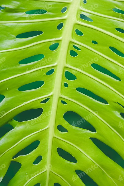 Preview: Leaf veins with many holes of growing young giant monstera leaf background in vertical frame