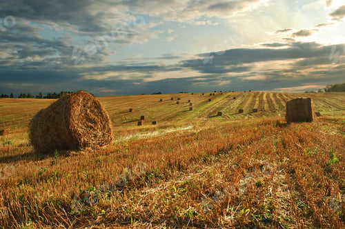 Preview: Hay bales