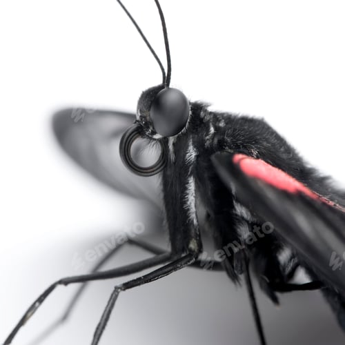 Preview: Papilio rumanzovia (female) butterfly