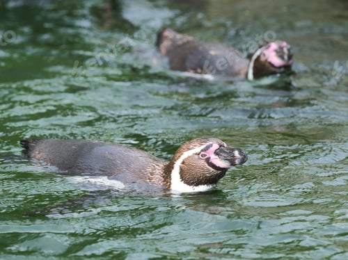 Preview: Penguin swims above water outdoors close up