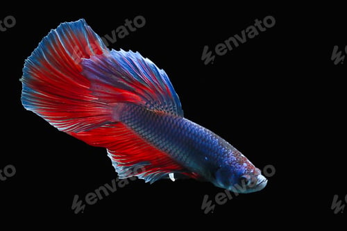 Preview: Betta fish