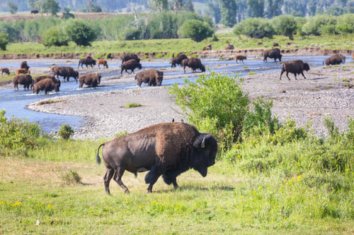 Preview: Buffalo
