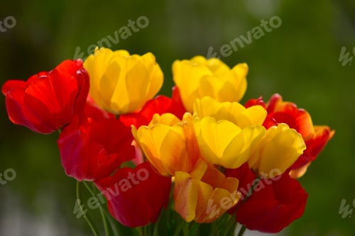 Preview: Nice bouquet of red and yellow tulips