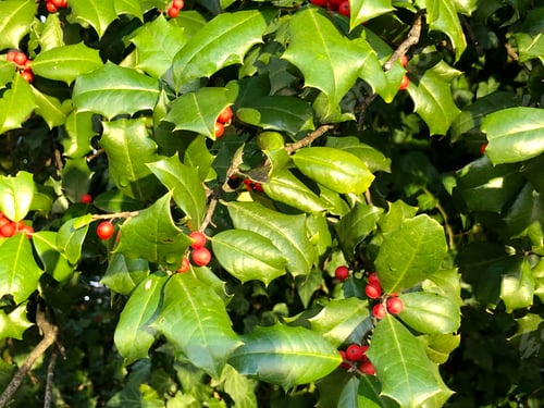 Preview: Holly Bush at golden hour