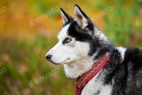 Preview: Siberian Husky portrait close up, Siberian Husky head side view, Husky dog muzzle sled dog breed