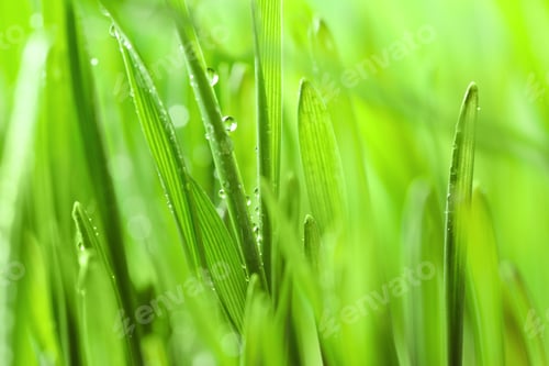 Preview: Green lush grass with water drops on blurred background, closeup