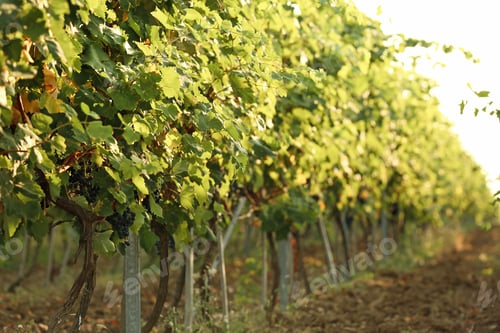 Preview: View of vineyard rows with fresh ripe juicy grapes on sunny day