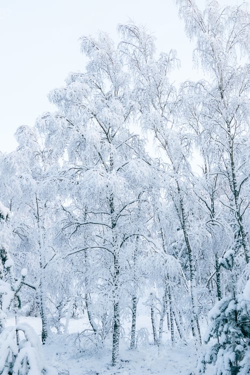 Preview: Winter fairytale with tall evergreen snow-capped trees in the forest of Curonian Spit, Lithuania
