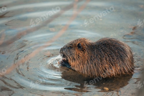 Preview: A beaver swimming in a tranquil pond at sunset, creating ripples in the water during a calm evening
