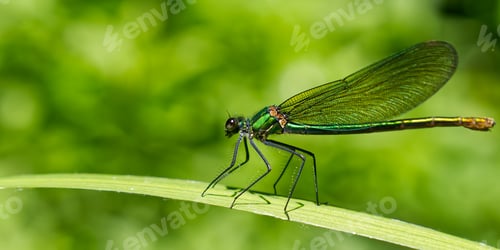 Preview: green dragonfly close up. Macro shots nature scene dragonfly. green dragonfly in the nature habitat