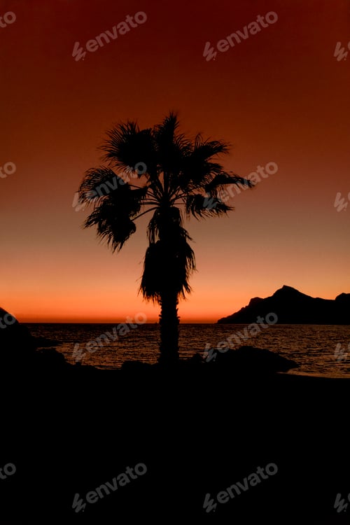 Preview: Silhouette of palm at ocean