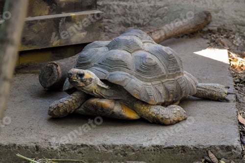 Preview: Large tortoise has stretched out its neck. Close-up.