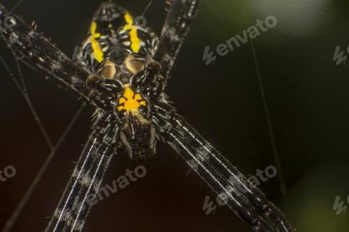 Preview: Yellow Spider