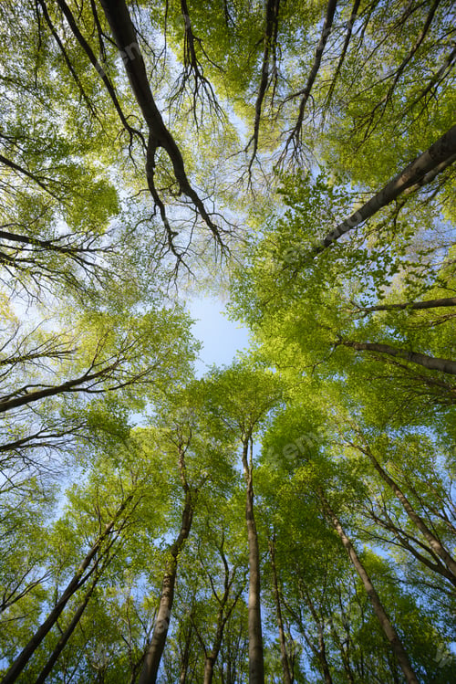 Preview: Beautiful forest scene, bottom view of tall trees