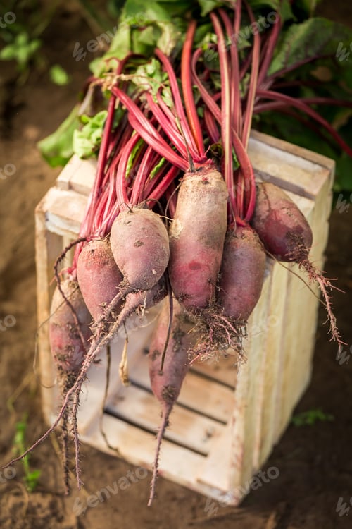 Preview: Healthy and red beetroot at a greenhouse