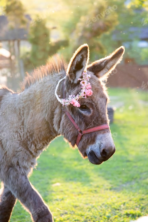 Preview: Donkey with a wreath of flowers on its head